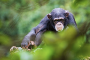 Outamba-Kilimi national park chimpanzee