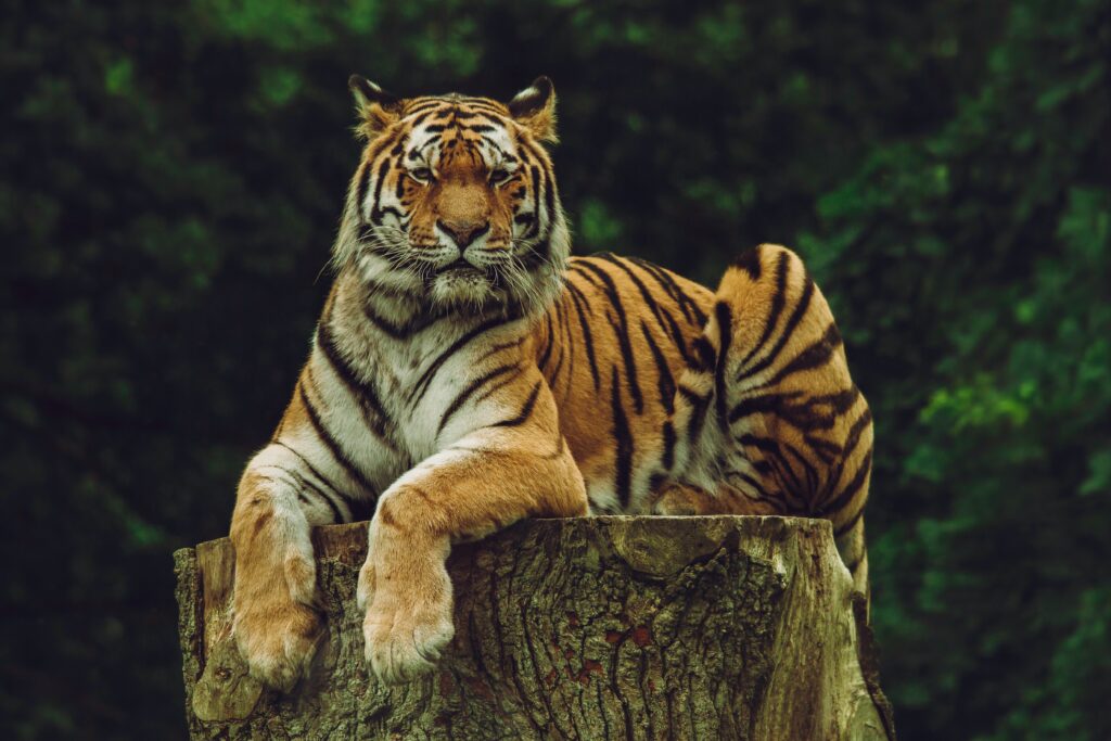 Bengal tiger sitting on a log