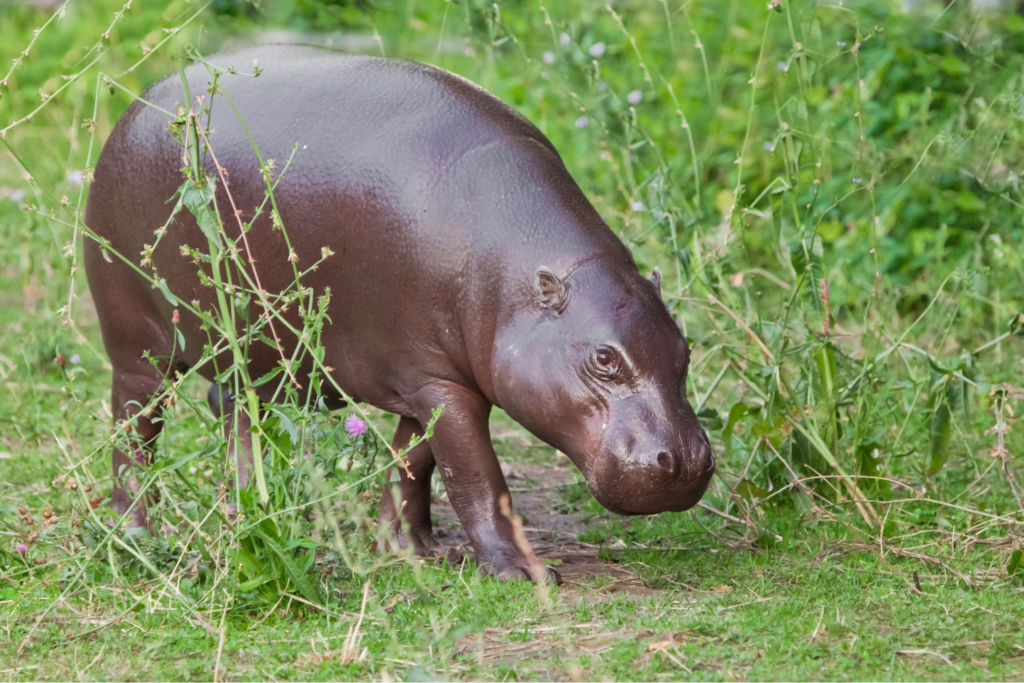 sustainable tourism in liberia preserves these cute endangered pygmy hippos