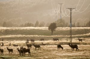 Deer in a field with telephone poles and wires