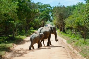 Two elephants crossing a road in a safari park