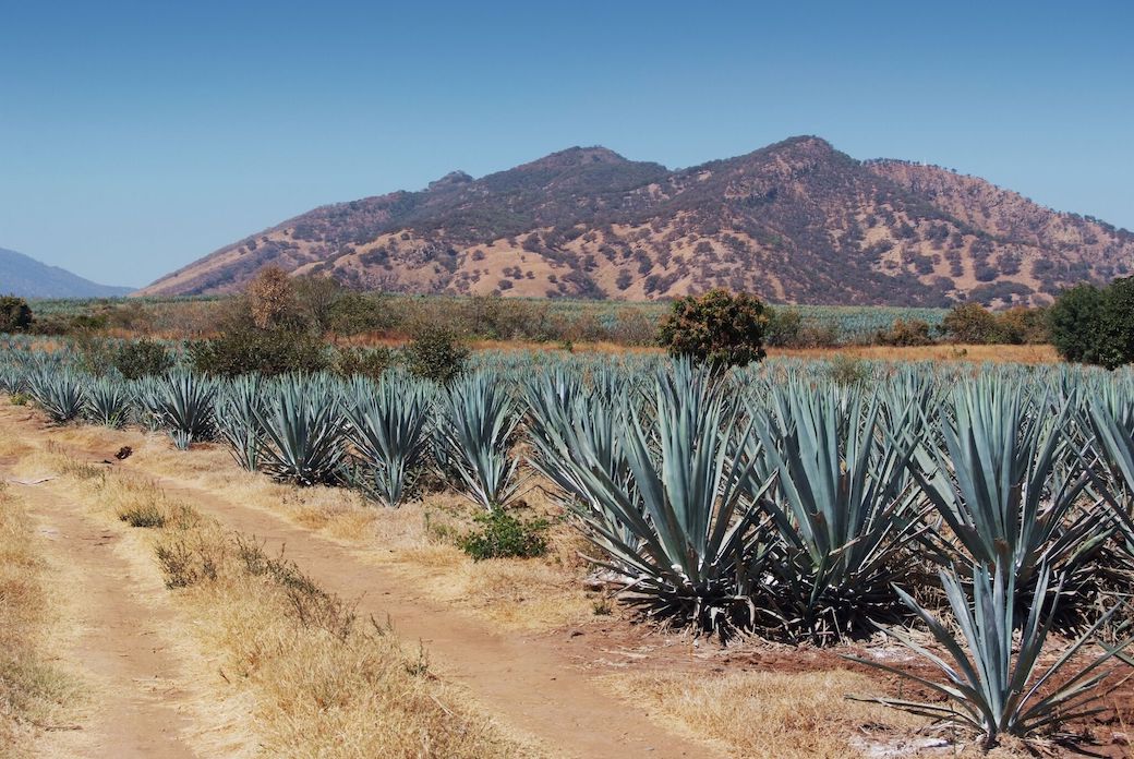 Solimar Tequila Mountain